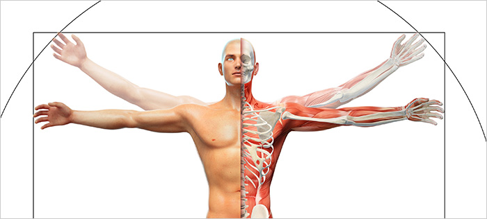 医療と科学の専門ブランドだからできる【プロフェッショナルな人体図・解剖図】